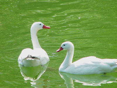 The Mirror Pairs