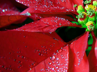 Poinsettia Rain by debadguy