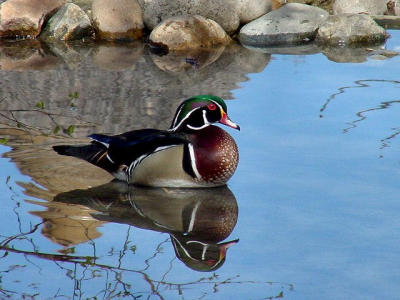 Wood Duck-Sony MVC FD-95 by Lisa Young