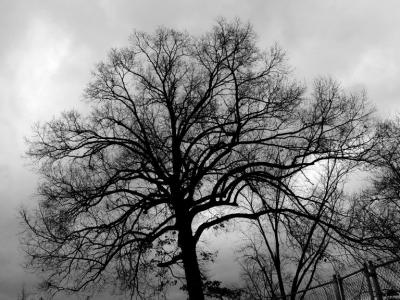 Brooding Treeby Ro Miller