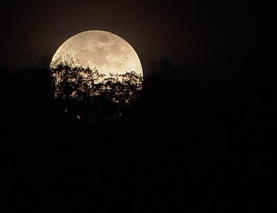 MoonRise8by Rick Webb