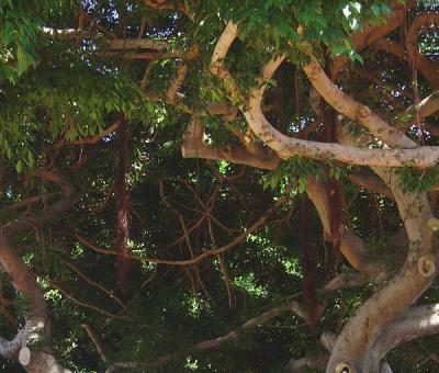 Tarzan's Homeby   kudbegud