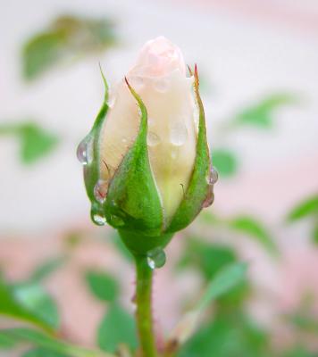 Bud:
I hint at the promise of things to come.
Heavenly drops cascade;
Showering me in expectation.