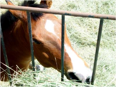 It was a lonely, boring, hot day. I was in my playpen surrounded by burning metal bars. Im Paolo by the way. I was sleeping in my stall when I felt a little shade around my muzzle. It was my Master Krissy who had come to get me ready to ride. First she let me eat lots of hay that way I wouldnt get hungry in the middle of my jumping. She walked me around a bit in my playpen and put me in my stall while she got the saddle and other things ready.