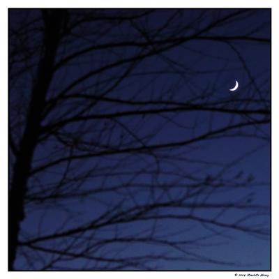Crescent Moon Rising By Dani