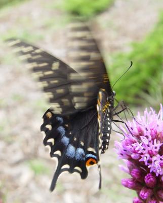 Butterfly aflutter