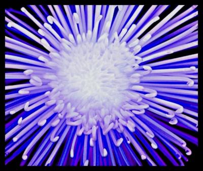 Explosive Flower by Mark J