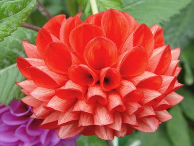 u6/stfchallenge/medium/6325578.RedFloweresppbase.jpg