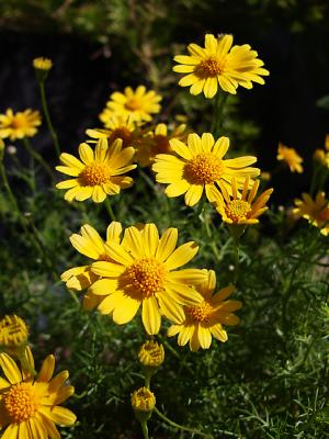 Mom's garden by Peggy