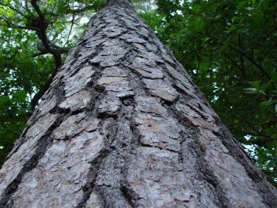 Pattern of a Tree Two by JB707