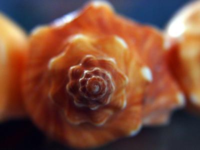 A Dreamy Fibonacci Sequence by Carlos Chacon
