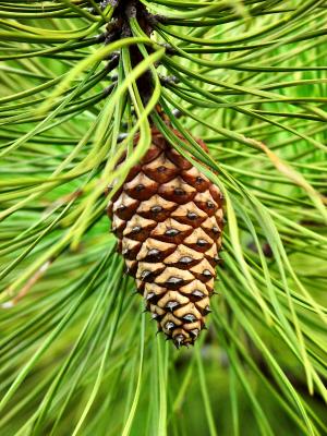 Patterns in Nature: Pineconeby Cara Davis