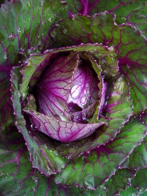 Patterns in Nature: Ornamental Cabbageby Cara Davis