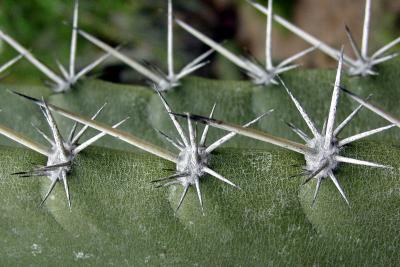 Spiky patternby bbzippo