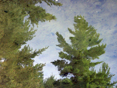 Water Pines - A Van Beek