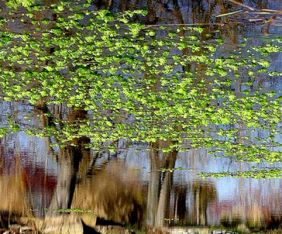 Trees and Lily Pads by Terryd