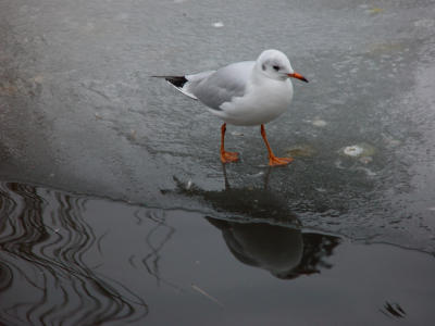 a walk on thin ice (by Alfred/destinyx1)