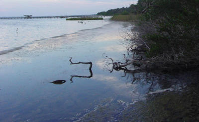 Ron's Swamp3