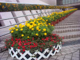 Rail Blossoms - ToddH