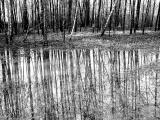 Tree Reflections by MickeyD