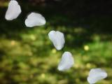 A particularly sharp gust separates the pink petal from its blossom and it begins to fall to the ground. Yet another gust picks it up, high into the air and over the river.