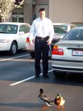 Ducks at Home #2.jpg