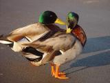 Ducks at Home -- The Happy Ending