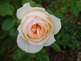 <p align=center><b>The Life of a Rose (2)</b><br><font size=1> by LindyLoo</font></p>