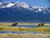 Only about 3 miles distant, one of our favorite places to go recreate as a family is the Honey Lake wildlife refuge. Between hunting season and mosquito season, the refuge offers a wonderful opportunity to get away from vehicles and people; to walk and enjoy the beautiful scenery and the abundant wildlife. Today was no exception, as we took our horses on a little outing to enjoy the sunshine and the scenery.