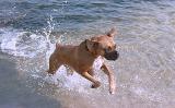 This is my dog Honey. Honey is a 2 year old female Boxer. She's been a source of great enjoyment and companionship in my life. Boxers were developed in Germany as a medium size security dog and, was actually the first developed police dog used in Germany. The breed was first inttroduced in American when after World War 1, was brought home by returning servicemen. Today, the breed has developed into a friendly, playful, loyal dog that gets along with most anyone. I took this picture while she was playing in the park lake at Crest Lake Park in Clearwater Florida. She loves the water and, she loves making believe she's chasing birds... she never catches them, just the fun of the chase for a few seconds.