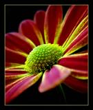 2nd Place<br>For Mum<br>by MFC