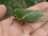 My noisy friend<br>by Ruth Jackson