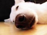 A nose up close<br>by Jigal