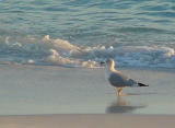 Late Afternoon Stroll