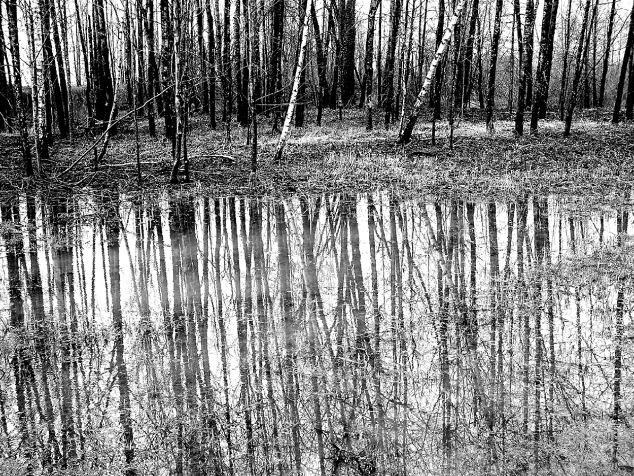 Tree Reflections by MickeyD