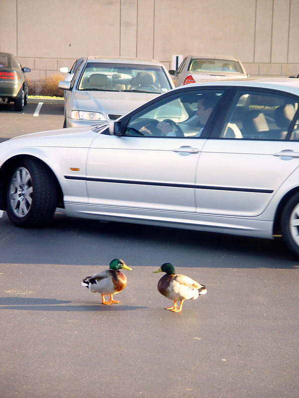 Ducks at Home #3.jpg