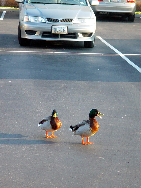 Ducks at Home #4.jpg