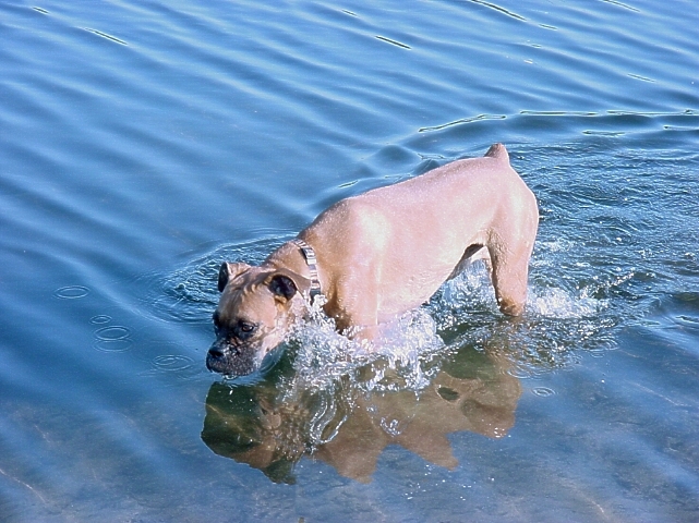 Meet My Dog Honey..... the Boxer Part 2