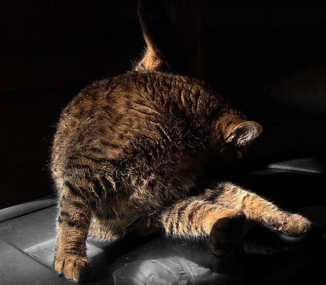 Personal Grooming <br> by mlynn