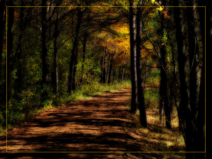 7th Place<br>Cant see the forest for the trees