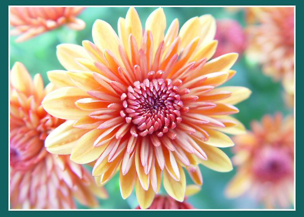 Fall Flora<br>by Glenn Andersen