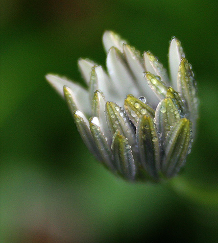 Water Drops<br>by Michealj