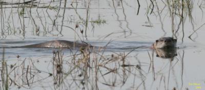 10-20 otter 0650.jpg