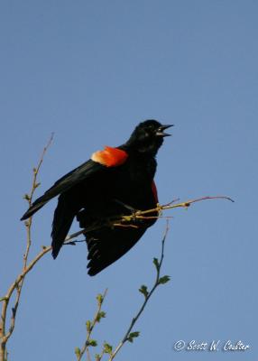 Redwing Blackbird