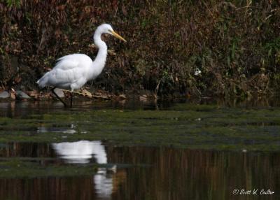 Great Egret