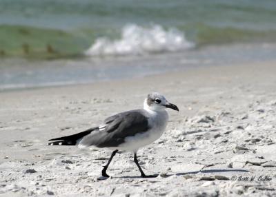 Gull on the beach