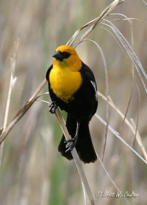 Yellow Headed Blackbird male