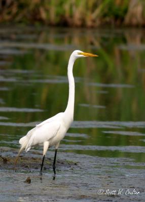 Great Egret