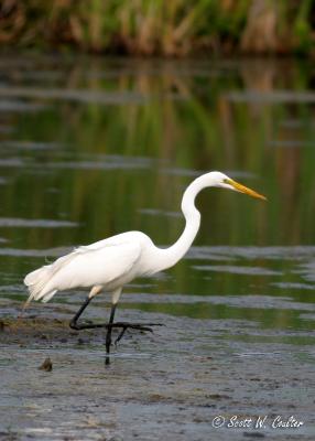 Great Egret