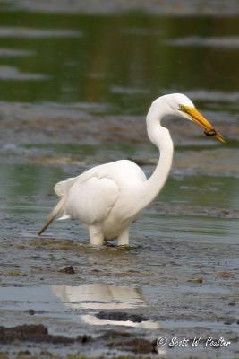Great Egret with breakfast